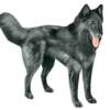 Belgian Sheepdog