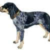 Coonhound