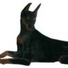 Dobie