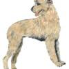 Irish Wolfhound