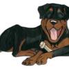 Rottie